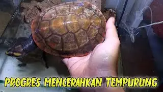 BEGINI PROGRES MENCERAHKAN TEMPURUNG KURA-KURA DAMER  SELAMA HAMPIR SETAHUN
