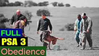 Full PSA3 Obedience Routine. Judge: J. Katz