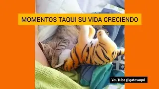 MOMENTOS TAQUI Y SU VIDA CRECIENDO Y JUGANDO LIBREMENTE 