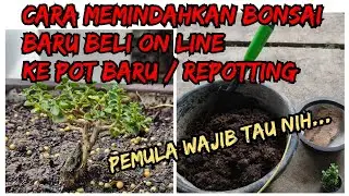 CARA MEMINDAHKAN BONSAI BARU BELI ON LINE/REPOTTING
