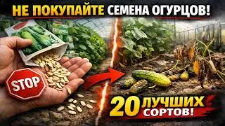 НЕ ПОКУПАЙТЕ СЕМЕНА ОГУРЦОВ, пока не посмотрите это! 20 лучших сортов для теплицы и грунта
