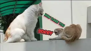 Pet cat vs stray cat 1st Episode |cats fight over territory/watch with sound