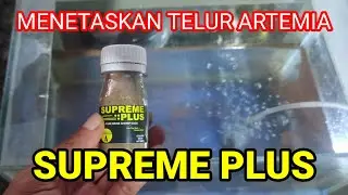 Cara Menetaskan Telur Artemia Supreme Plus || Pakan Terbaik Pengganti Kutir Untuk Burayak Mas Koki