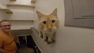 Cat Skills Course 2