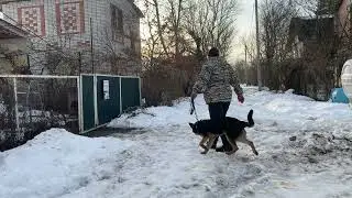 Немецкая овчарка 7 месяцев Барс!