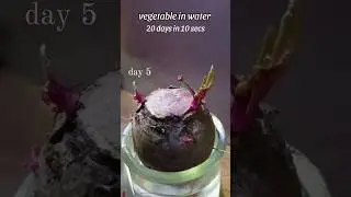beetroot in water for 20 days.. watch it grow | more in the channel