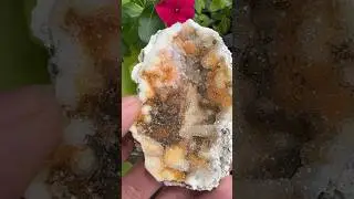 Ancient Coral Crystal 🪸🌊 #crystals #shorts