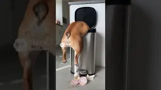 Dog Vibe Official - Naughty but Funny Series, Frenchie Bin Raider
