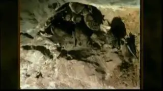 Saving the Bats -  WMUR Chronicle ft. P&S Country Crafts Bat House