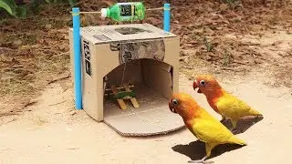Creative Easy Bird Trap Technology - Build Bird Trap Make from Cardboard With Water Bottle