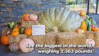 Giant Pumpkin Weekend 2017