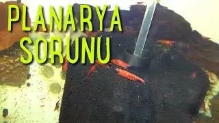Planarya Sorununa Tek &Ccedil;&ouml;z&uuml;m - 24.04.2020