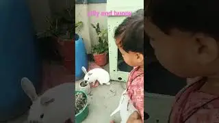 New cat and Bugs Bunny meeting first time #rabbit #cat #nature