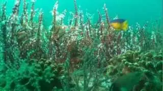 The Science Behind Florida's Marine Fisheries (entire program)