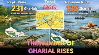 The Number of Endangered Gharial Rises in Nepal #NtvWorld #nepal  #psbnepal #NTV
