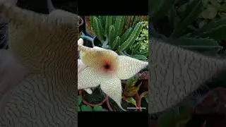Album-My lucky plants Ep.2-Stinky