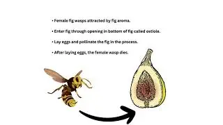 Life cycle of fig, anjir, is anjir veg or non veg? pollination in fig, fig wasp