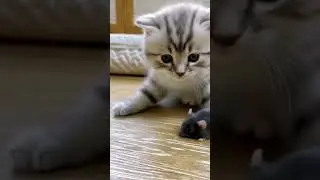cat vs mouse | funny cat and mouse chase | cute pets | best animal shorts 2025 | cat c mouse #kitty