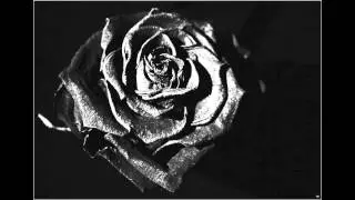 Schwarze Rose - Stefan Schramm