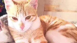 Cats funny fighting videos 😂