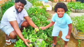 Como Eu uma minhas plantações de quase tudo na horta na laje.