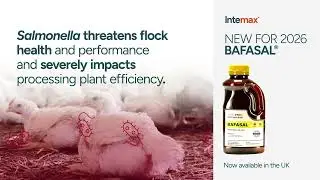 BAFASAL® - A new era of Salmonella control
