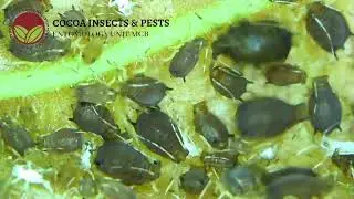 Kutu daun, Toxoptera aurentii, aphid yang merupakan perosak minor koko