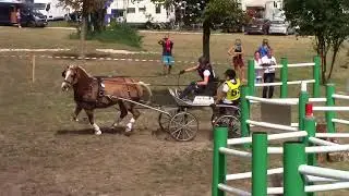 Stadl-Paura - Haflinger 2018