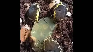 Short video of Gymnetis thula - Harlequin Flower Beetle