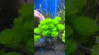 Cabomba green tanaman aquascape