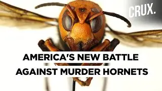 &ldquo;Murder Hornet&rdquo; Threatens To Wipe Bee Population In Washington State