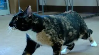 Meet Barbie: Cedar Bend's independent yet cuddly cat