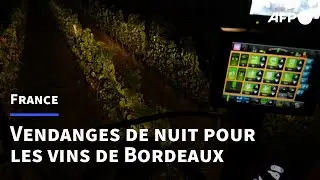 Climat: dans le Bordelais, vendanges de nuit pour garder le rosé au frais | AFP