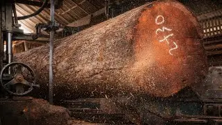 Big Teak Tree Slowly Being Split
