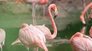 Symbolism of Flamingos (13 Surprising Meanings)