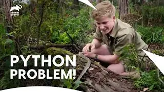 Carpet Python Snake: The Uninvited Guest at  Australia Zoo | Crikey! It&rsquo;s The Irwins | Animal Planet