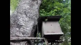 Дедовский способ ловли диких пчел или пчелиный рой БЕСПЛАТНО