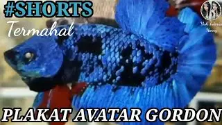 #SHORTS / IKAN CUPANG AVATAR GORDON - BETTAAFISH AVATAR GORDON TOP GRADE