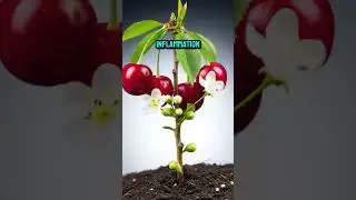 Timelapse shows Cherry growing from moist soil #shorts #timelapse #cherry