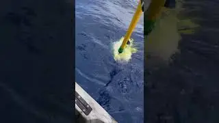 Махи-махи &mdash; одна из красивейших рыб, обитающих в океане.