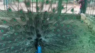 Beautiful peacock shaking tail feathers (train rattling)