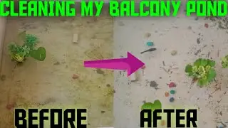 CLEANING MY BALCONY POND || TIPS || AQUARIUM KNOWLEDGE