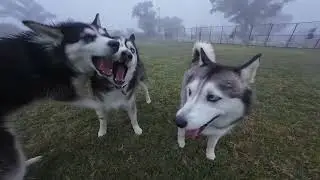 Simply Joyful A Pack of HUSKiES PLAY FREELY #shorts #shortsfeed #husky 