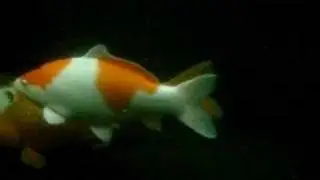 Onderwatercamera beelden vijver Koi58