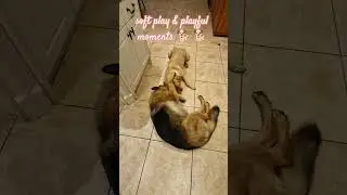paws & play 🐕 🐕 #filipinabritishfamily #dog #furbaby #germanshepherd #labrador #love #family