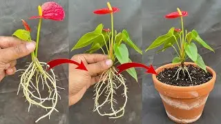 Super Easy Methods How To Propagate Anthurium Quickly With Flower Branches|Grow ANTHURIUM Super Fast