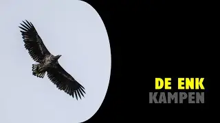 Kampen | De Enk | Reevediep | Overijssel | Birding (NL)