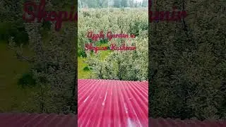 its beaty of Nature Apple Garden in Shopian Kashmir