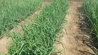 Onion farming simplified - Introduction