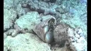 Hermite crabs